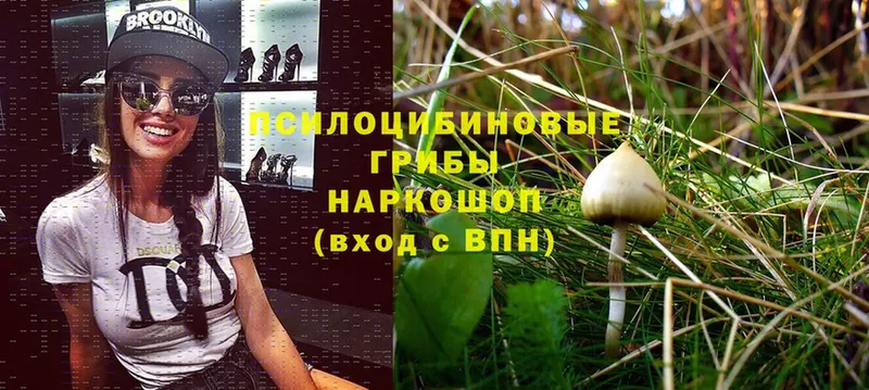 купить наркотик  Углегорск  Псилоцибиновые грибы Psilocybine cubensis 